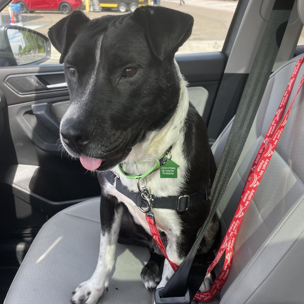 Enlarge Rosemary, a Adoptable Cattle Dog in San Diego, CA image 5/6