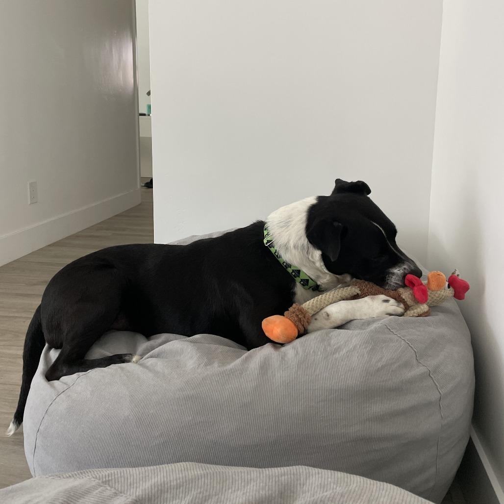 Enlarge Rosemary, a Adoptable Cattle Dog in San Diego, CA image 6/6