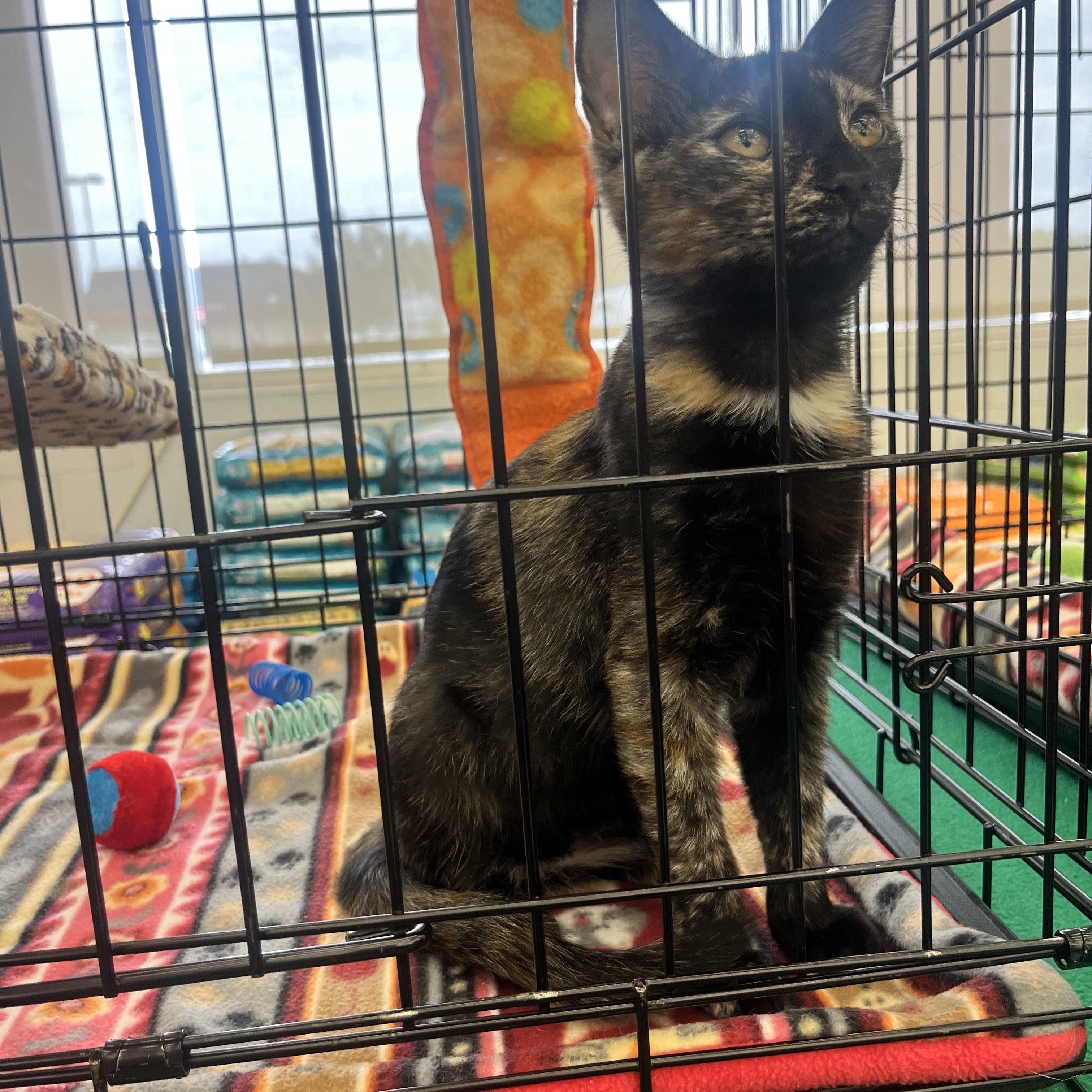Stardust M., ADOPTABLE, Kitten Female Domestic Short Hair.