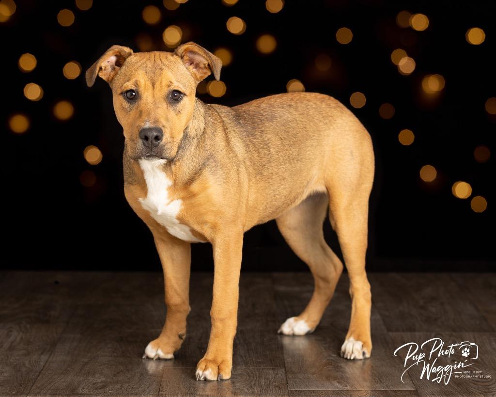 Enlarge Quincy, a Adoptable mixed breed in Claremore, OK image 2/3