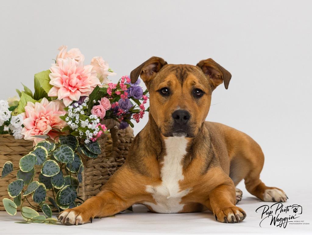 Enlarge Quincy, a Adoptable mixed breed in Claremore, OK image 3/4