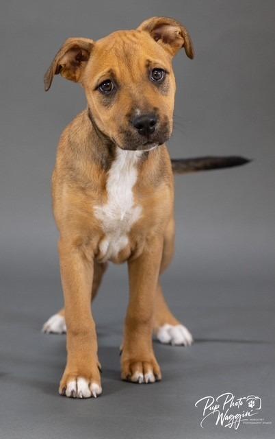 Enlarge Quincy, a Adoptable mixed breed in Claremore, OK image 3/3
