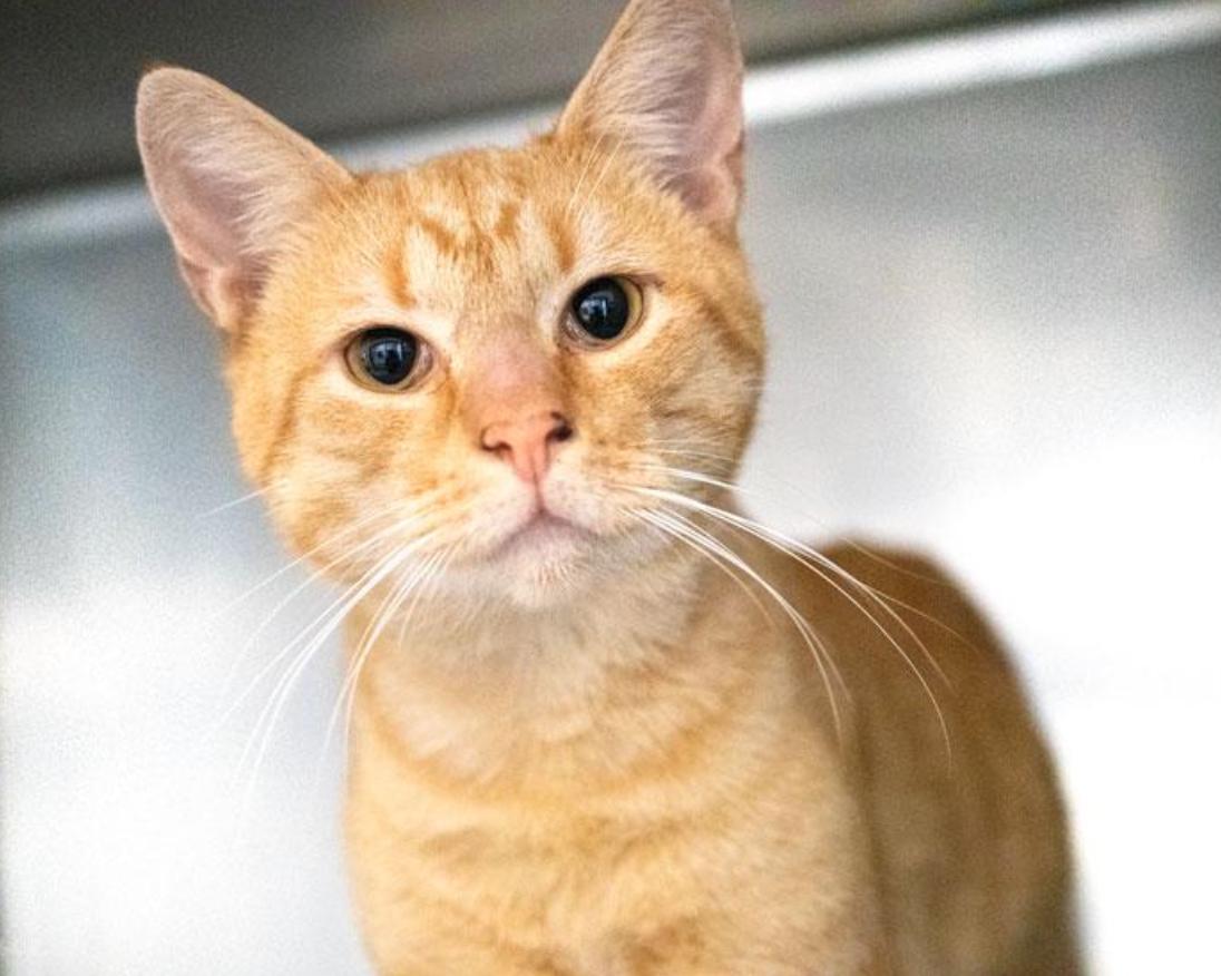 Enlarge Egbert, a ADOPTABLE Domestic Short Hair in Avondale Estates, GA image 1/6