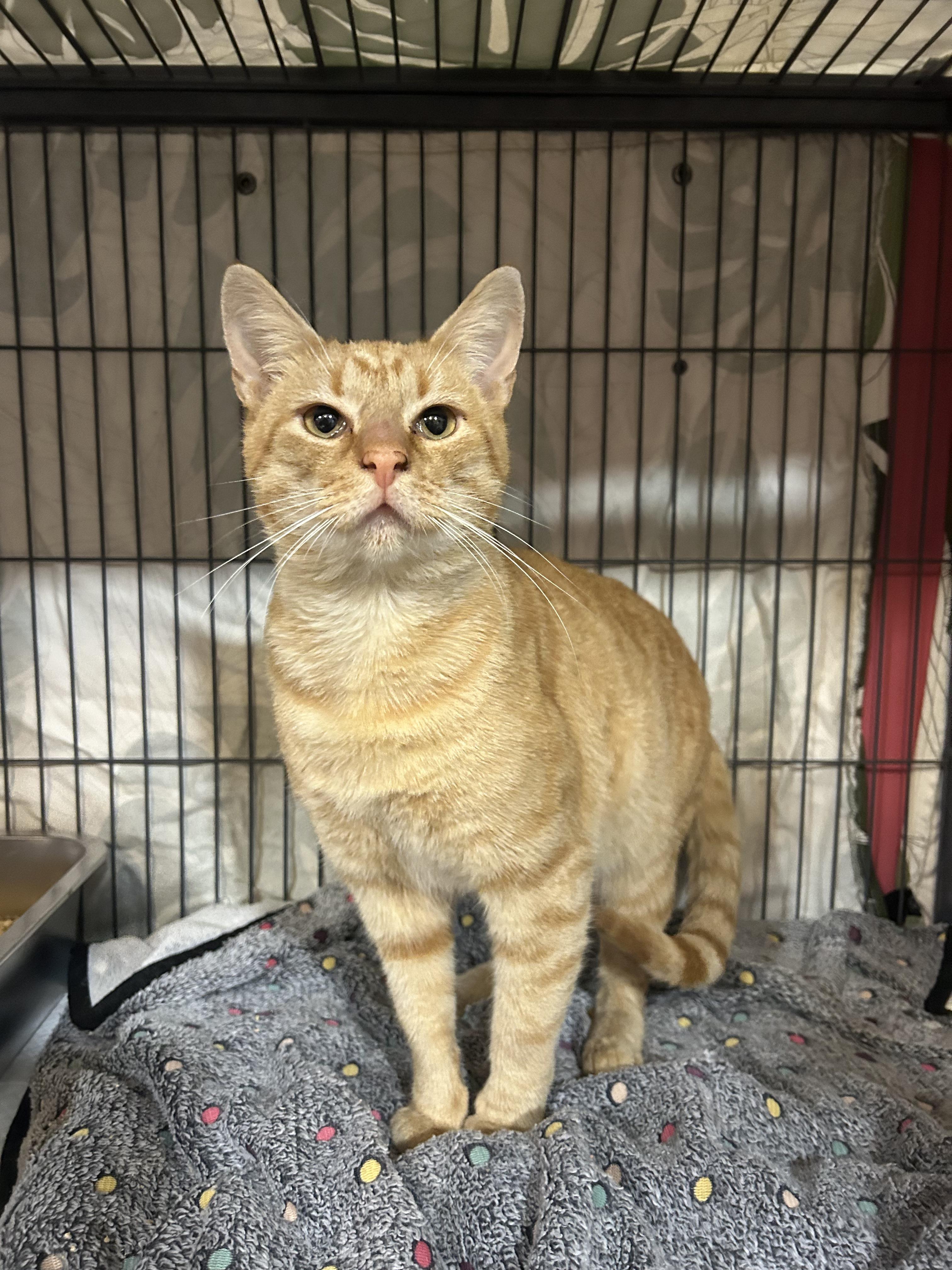Enlarge Egbert, a ADOPTABLE Domestic Short Hair in Avondale Estates, GA image 6/6