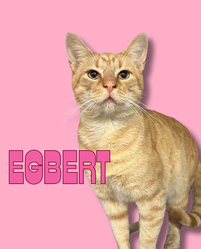 Enlarge Egbert, a ADOPTABLE Domestic Short Hair in Avondale Estates, GA image 2/6