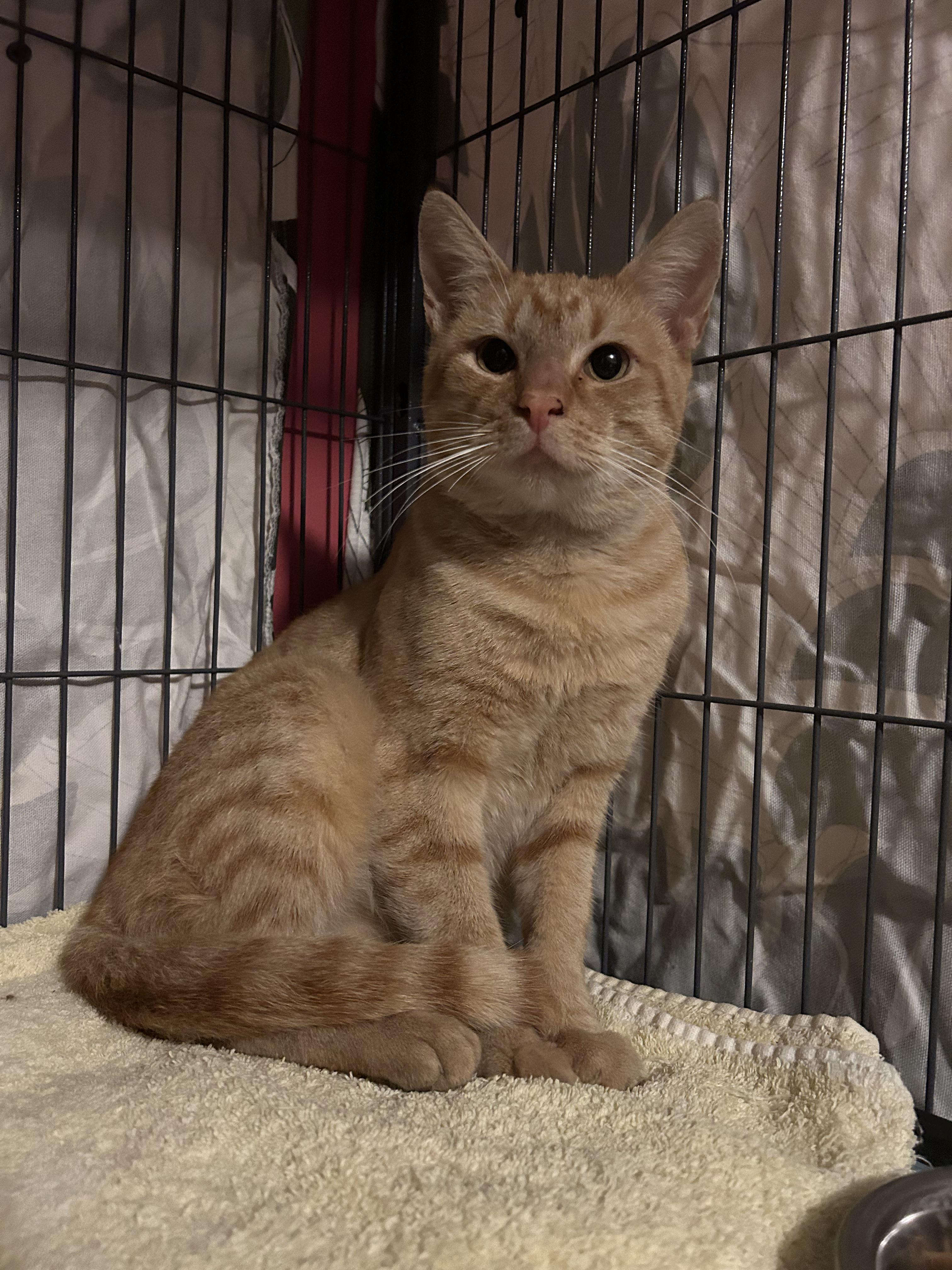 Enlarge Egbert, a ADOPTABLE Domestic Short Hair in Avondale Estates, GA image 5/6