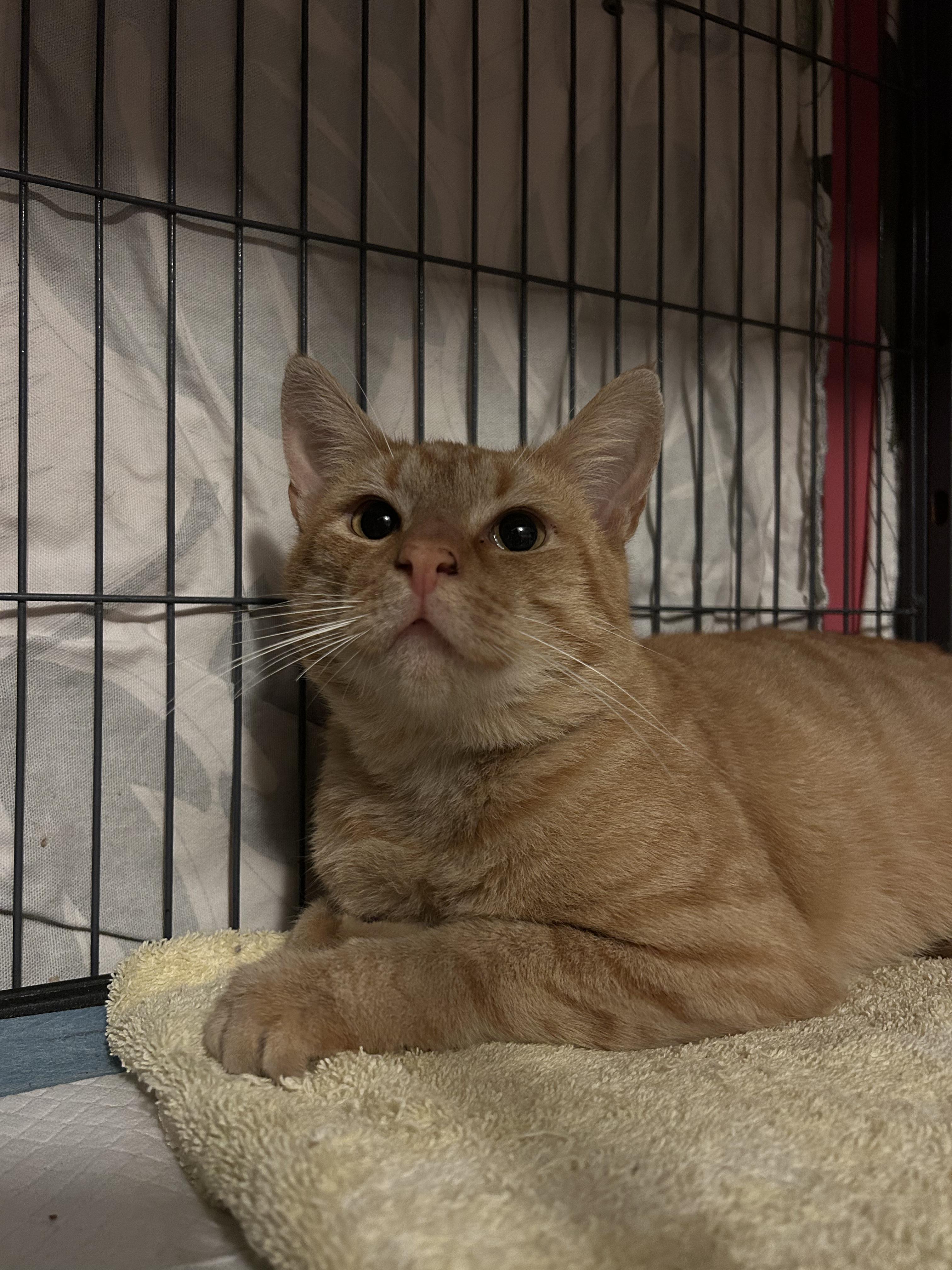 Enlarge Egbert, a ADOPTABLE Domestic Short Hair in Avondale Estates, GA image 4/6