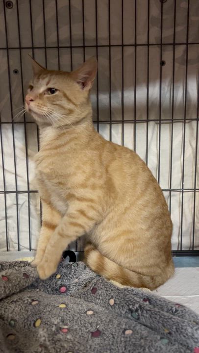 Enlarge Egbert, a ADOPTABLE Domestic Short Hair in Avondale Estates, GA video 3/6