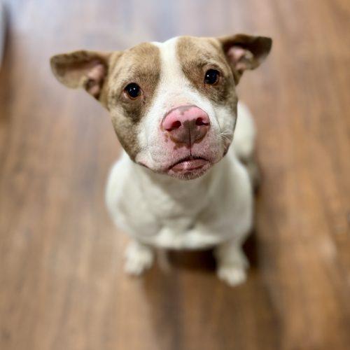 Jeremy, Adoptable, Puppy Male Mixed Breed & Mixed Breed.