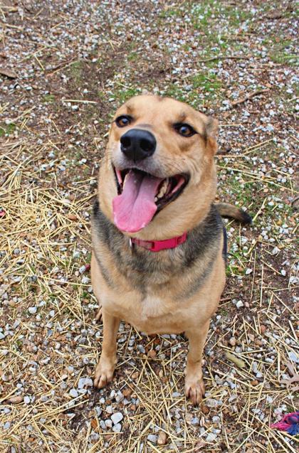Honor, Adoptable, Puppy Female German Shepherd Dog & Mixed Breed.