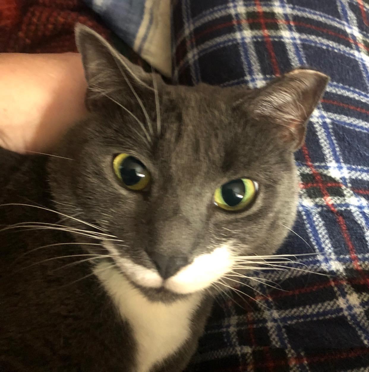 Momma Home and Barn, Adoptable, Adult Female Domestic Short Hair.