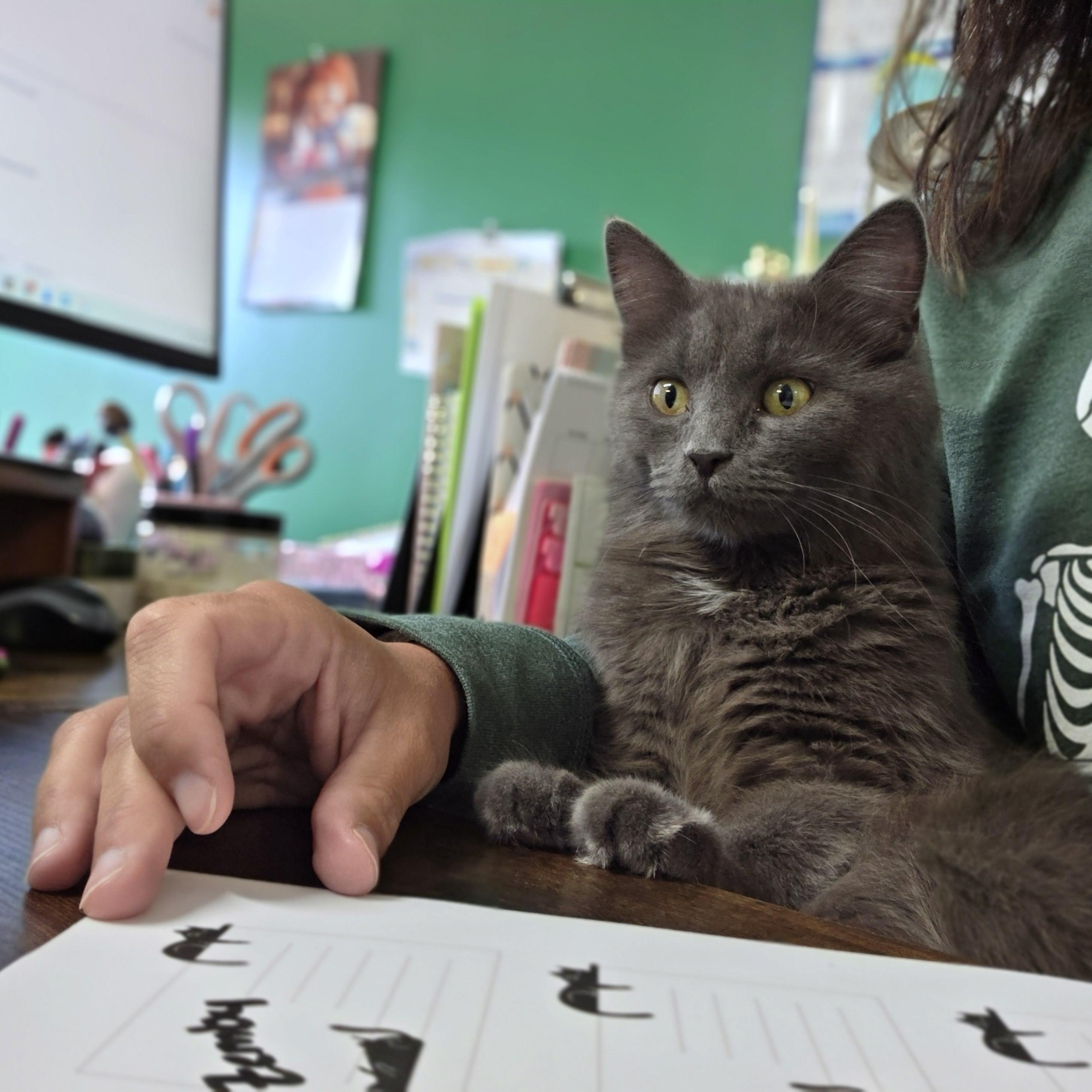Estelle, ADOPTABLE, Young Female Domestic Medium Hair & Russian Blue.