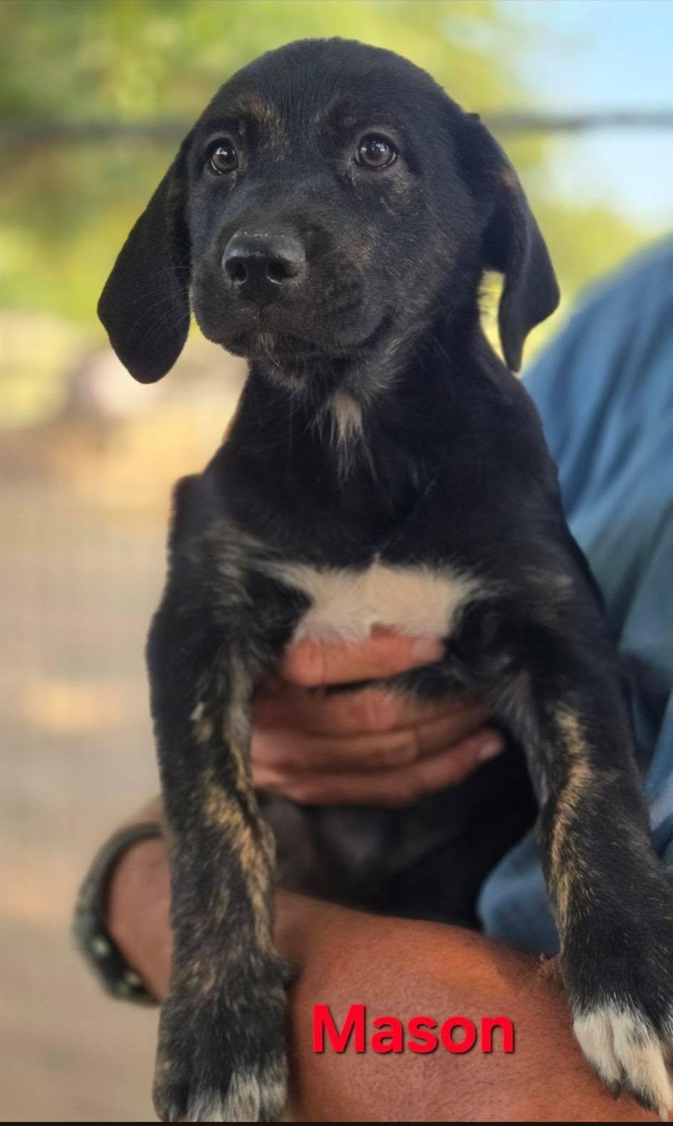 Enlarge Mason, a Adoptable mixed breed in Williamsport, PA image 2/5
