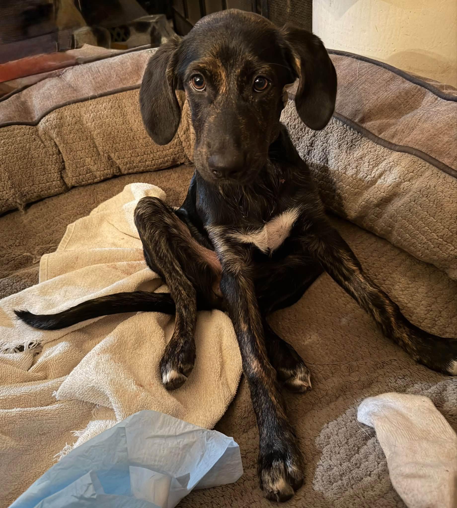 Enlarge Mason, a Adoptable mixed breed in Williamsport, PA image 3/5