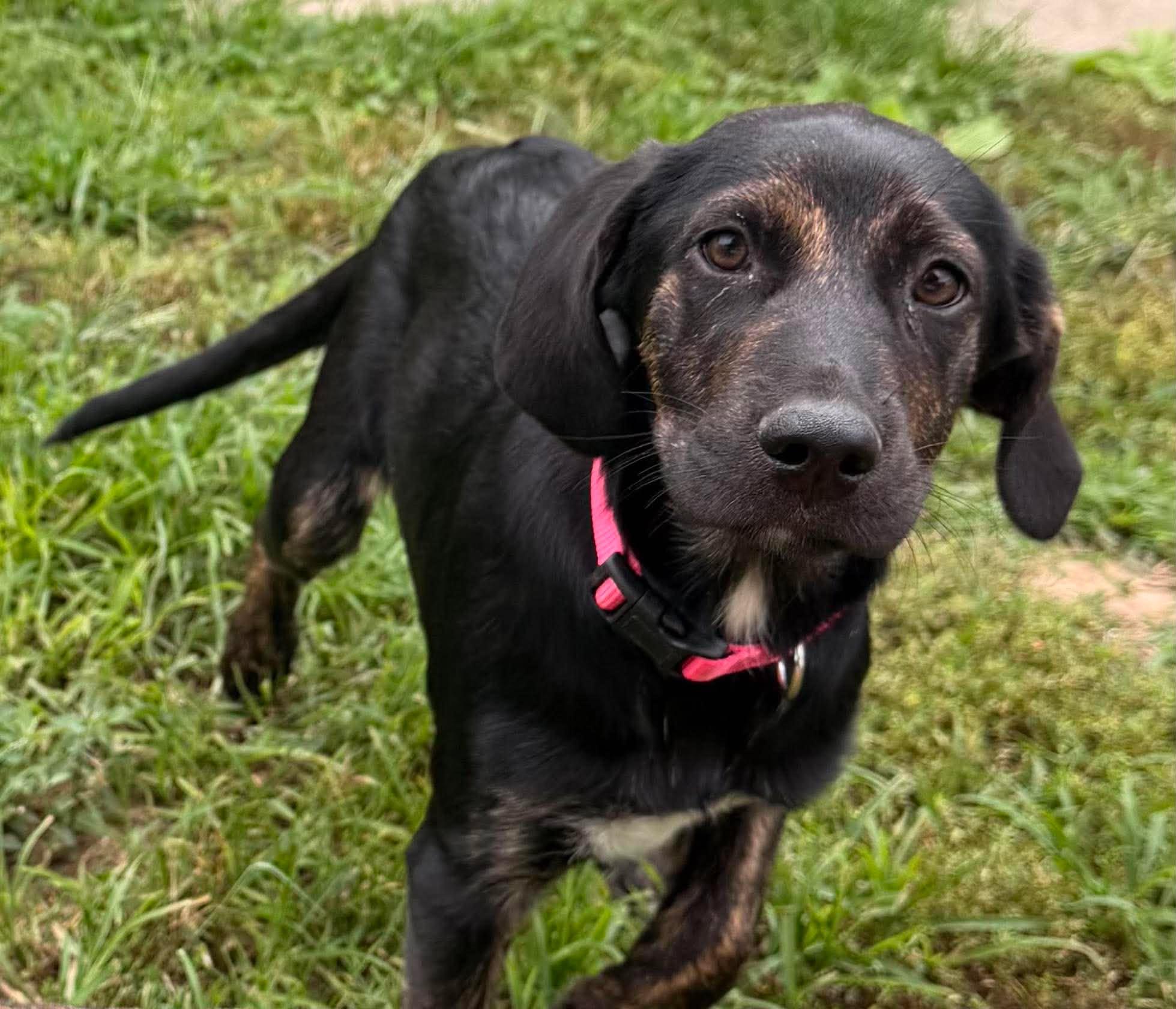Mason, Adoptable, Puppy Female Plott Hound.