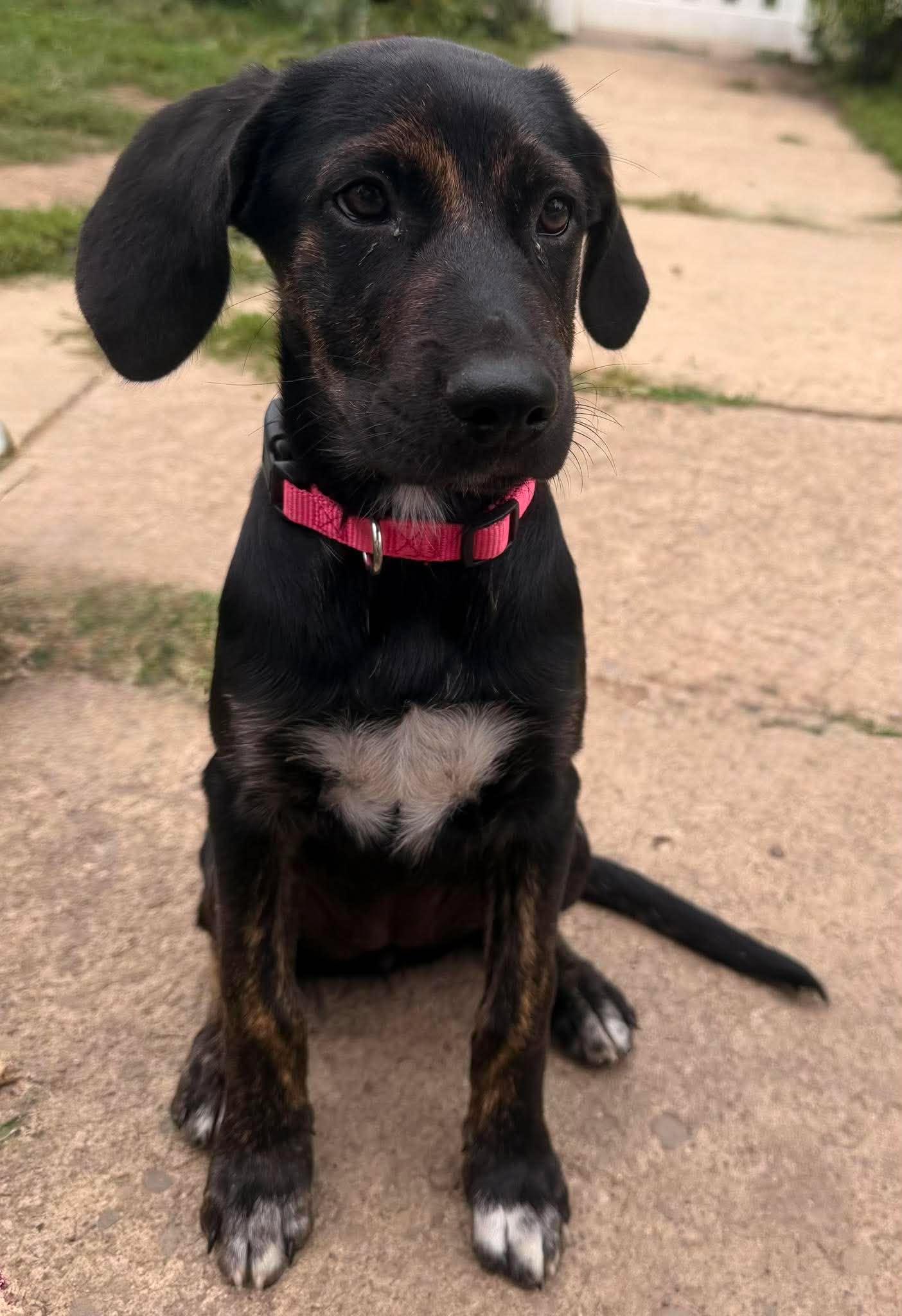 Enlarge Mason, a Adoptable mixed breed in Williamsport, PA image 4/5