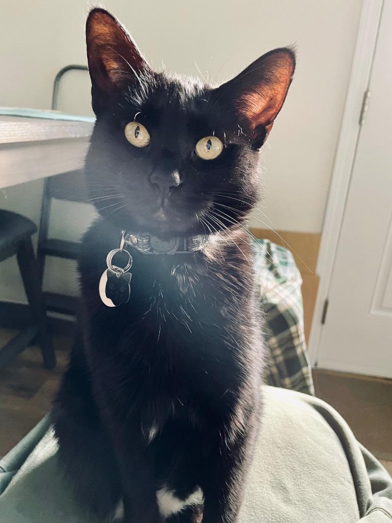 Enlarge Nova (Courtesy Post), a Adoptable Domestic Short Hair in Rutherfordton, NC image 1/2