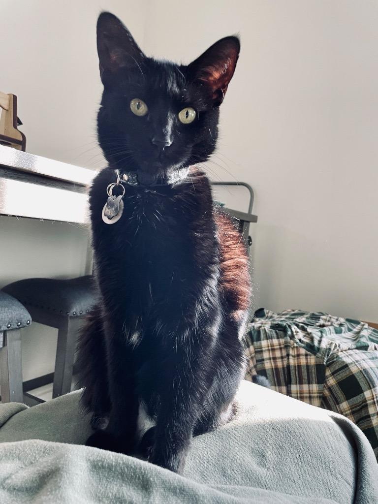 Enlarge Nova (Courtesy Post), a Adoptable Domestic Short Hair in Rutherfordton, NC image 2/2