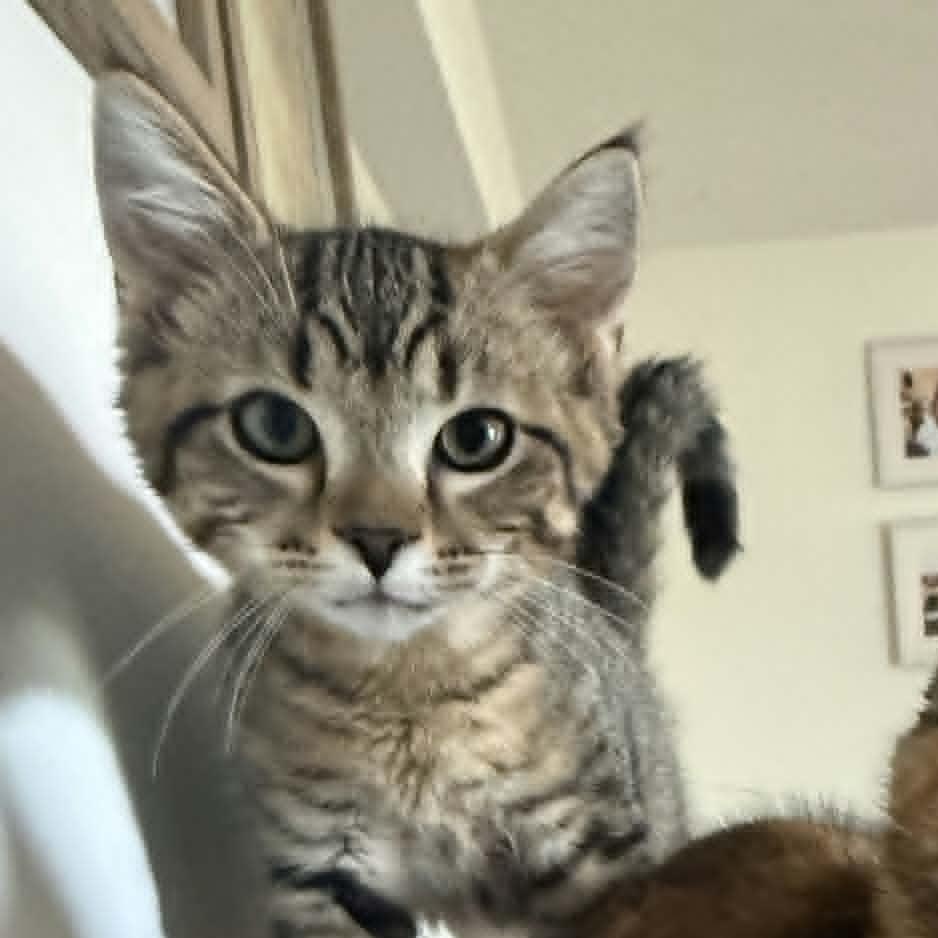 Pepper, a ADOPTABLE Domestic Short Hair in Lancaster, KY image 2/4