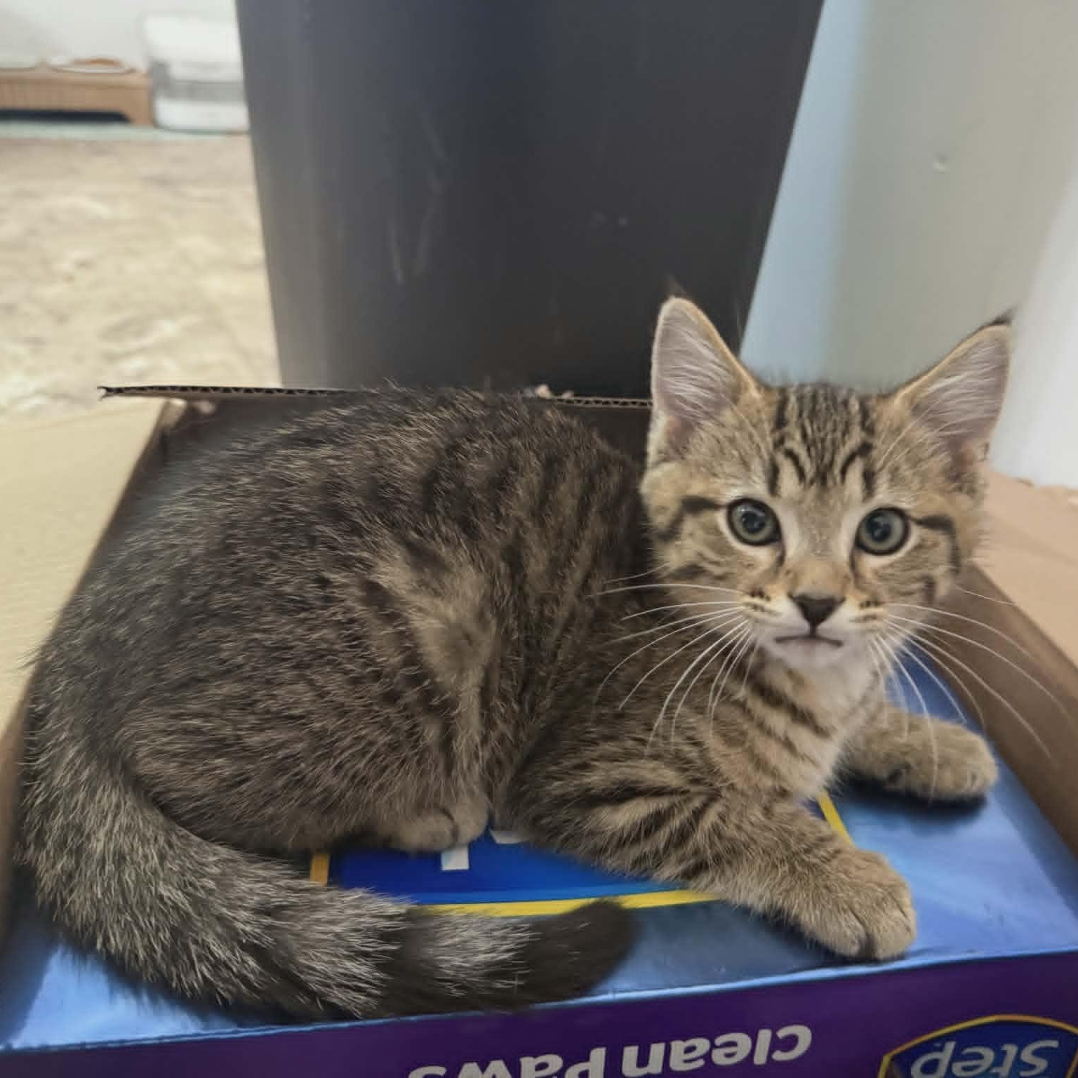 Pepper, a ADOPTABLE Domestic Short Hair in Lancaster, KY image 4/4