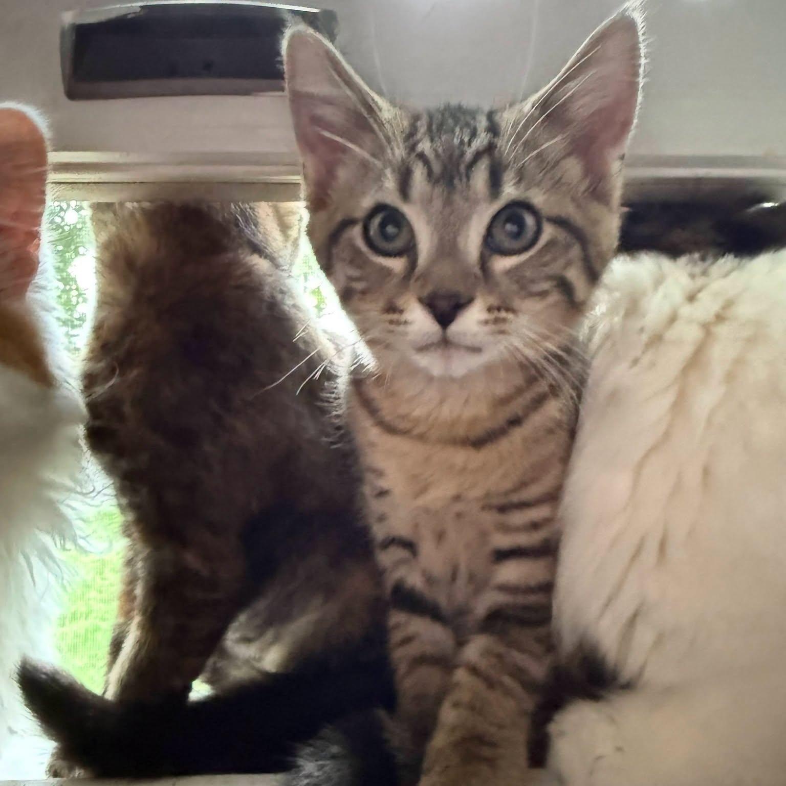 Pepper, ADOPTABLE, Young Male Domestic Short Hair.