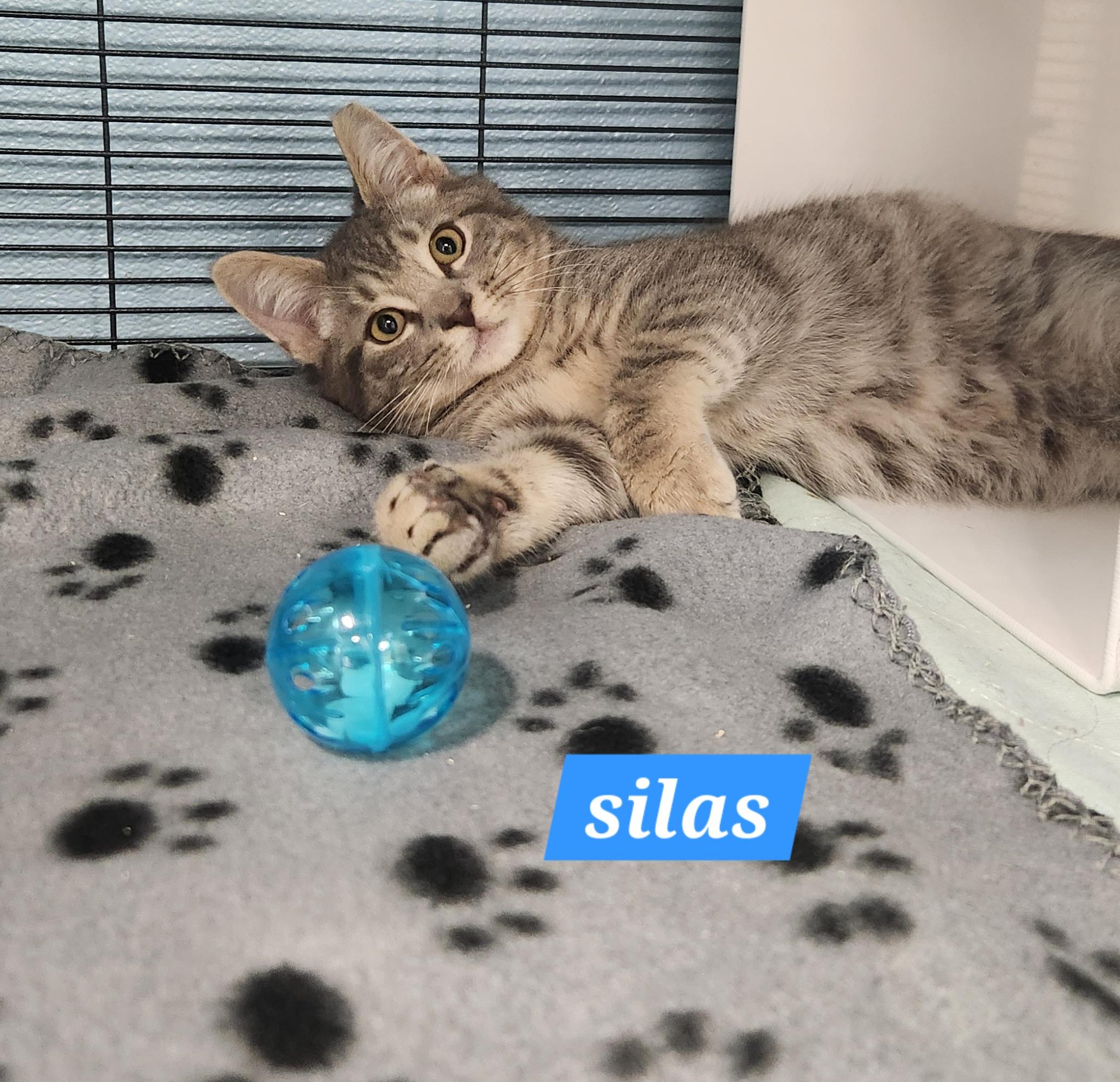 Enlarge Silas, a ADOPTABLE Domestic Short Hair in Sewaren, NJ image 1/1
