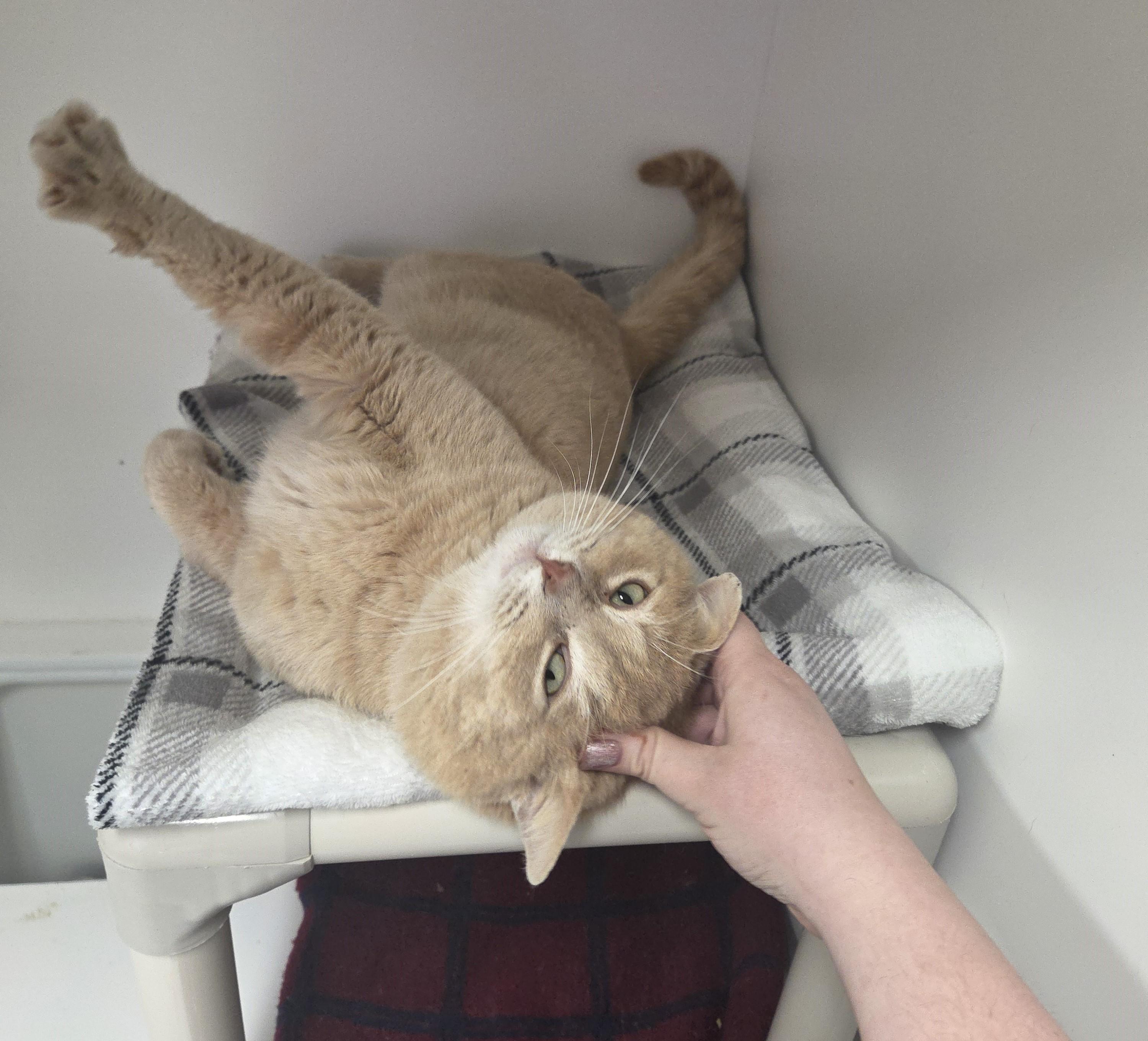 Enlarge Bubbies, an adopted mixed breed in Carsonville, MI image 4/6