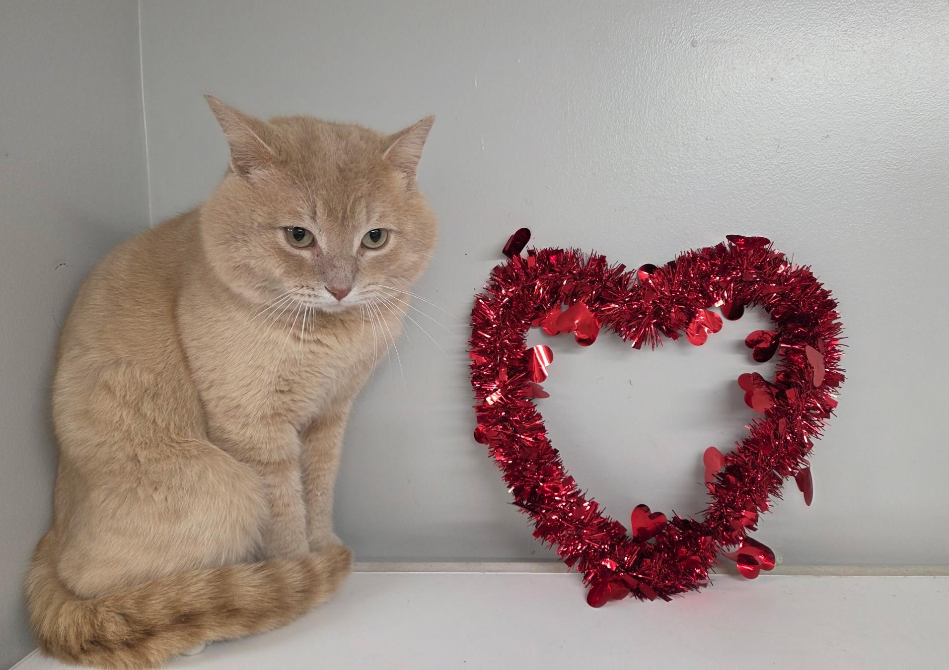 Enlarge Bubbies, an adopted mixed breed in Carsonville, MI image 1/6