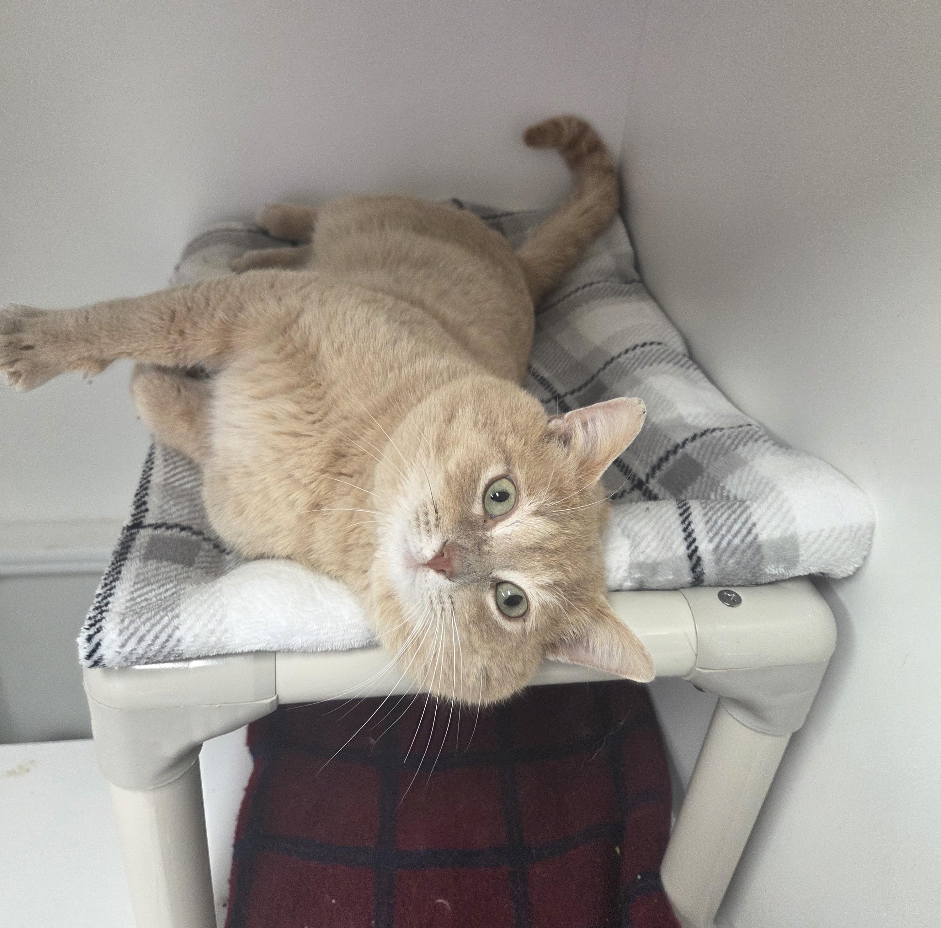 Enlarge Bubbies, an adopted mixed breed in Carsonville, MI image 3/6