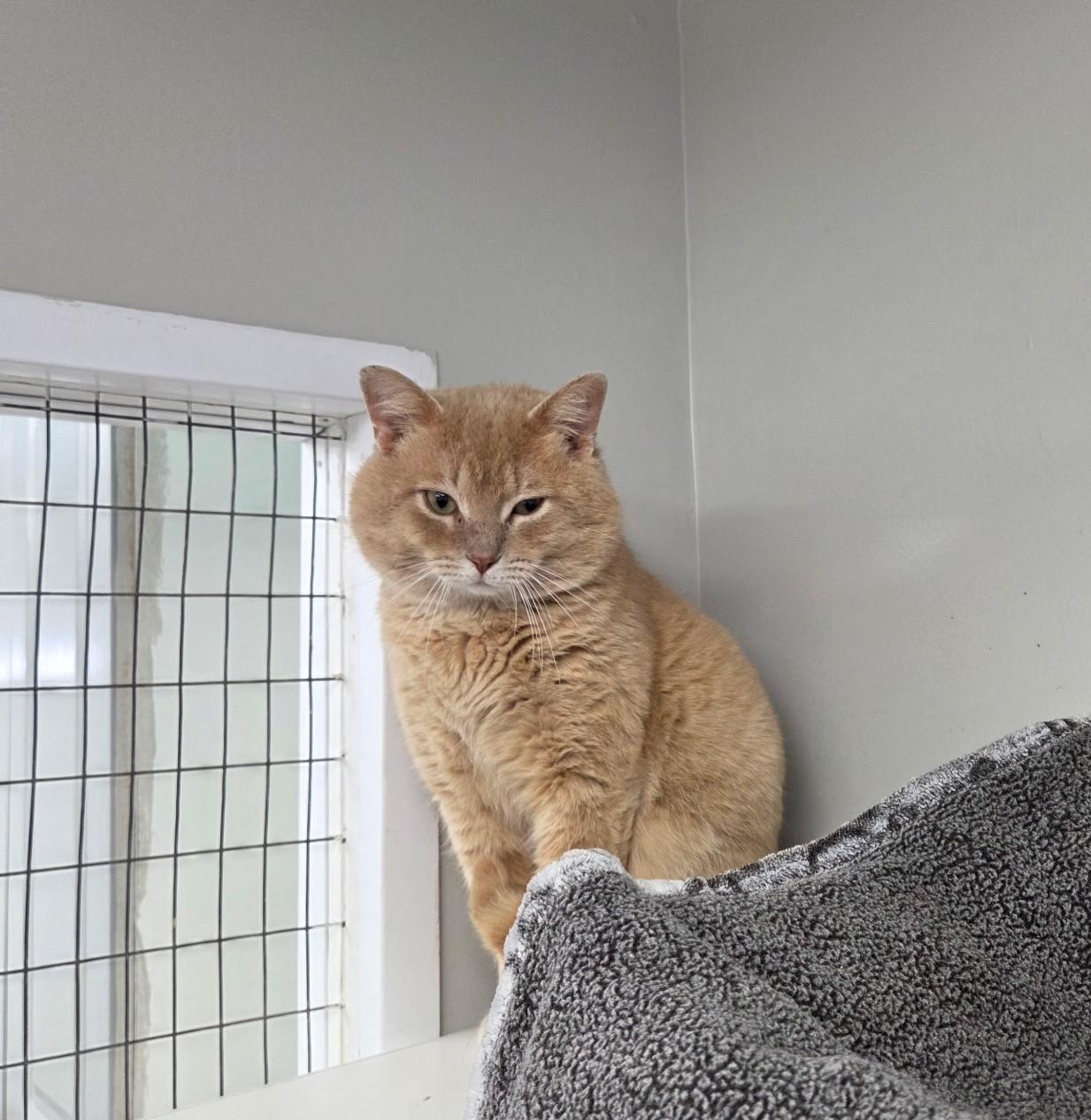 Enlarge Bubbies, an adopted mixed breed in Carsonville, MI image 6/6