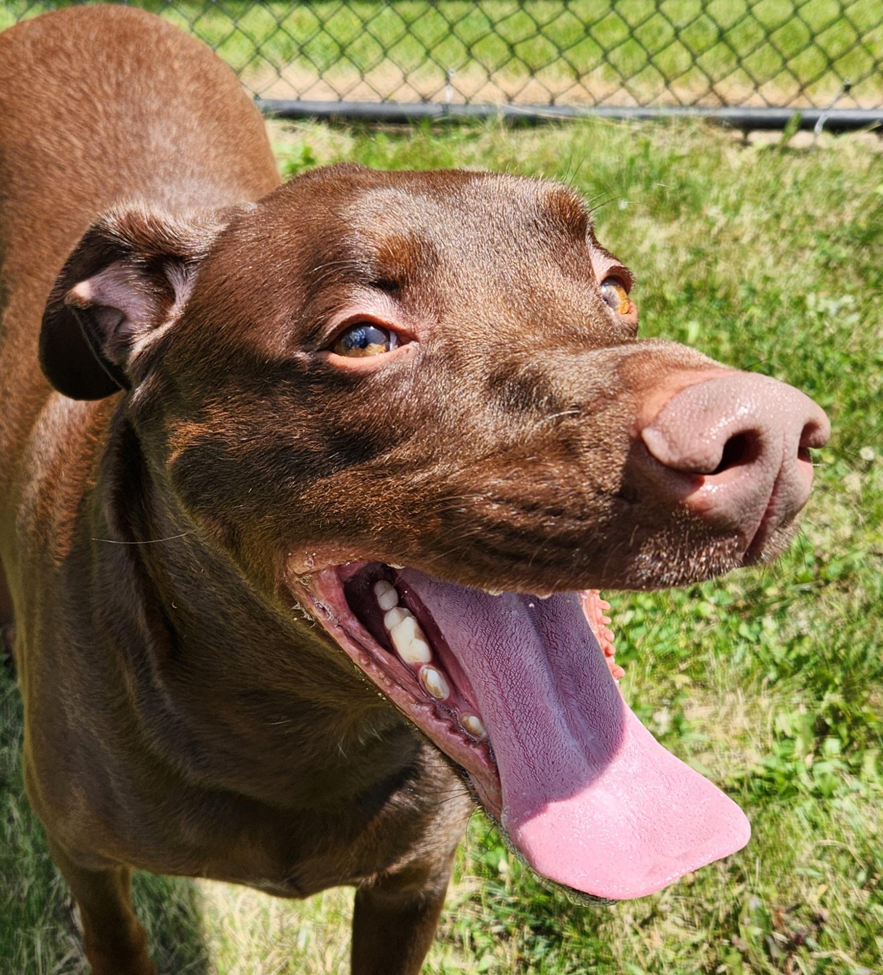 Enlarge Wonka, a Adoptable Labrador Retriever in Cedar Rapids, IA image 5/5