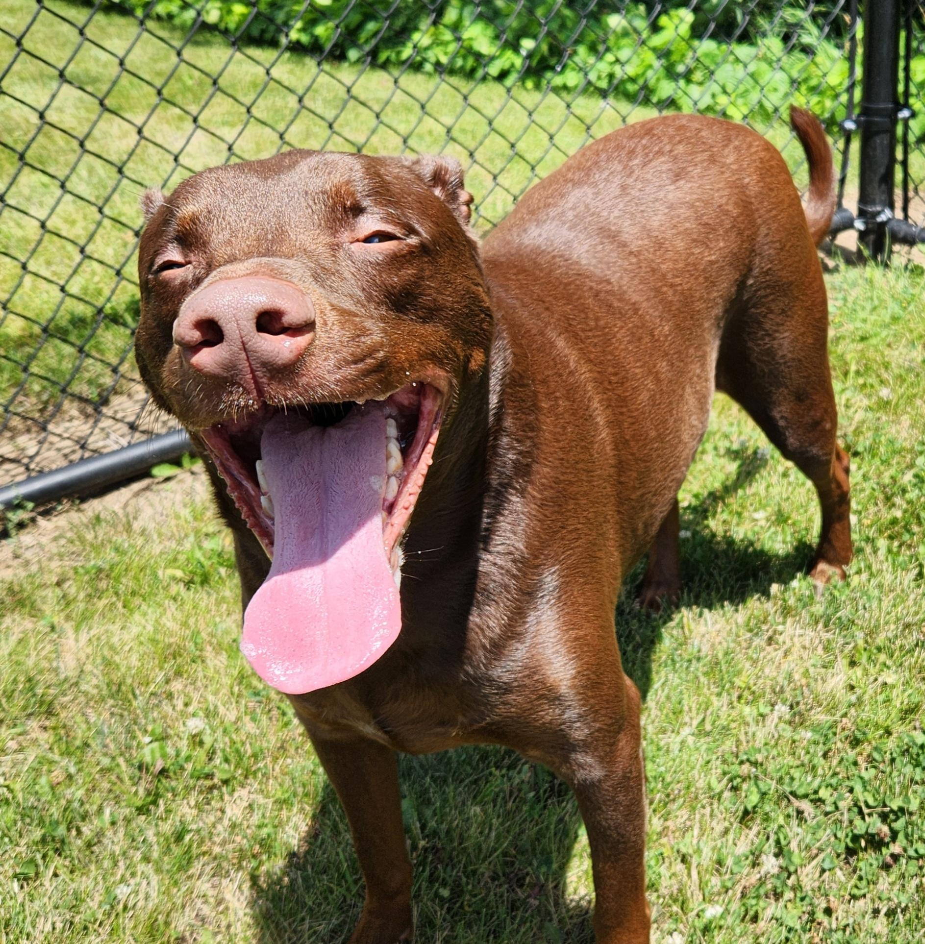 Enlarge Wonka, a Adoptable Labrador Retriever in Cedar Rapids, IA image 4/5