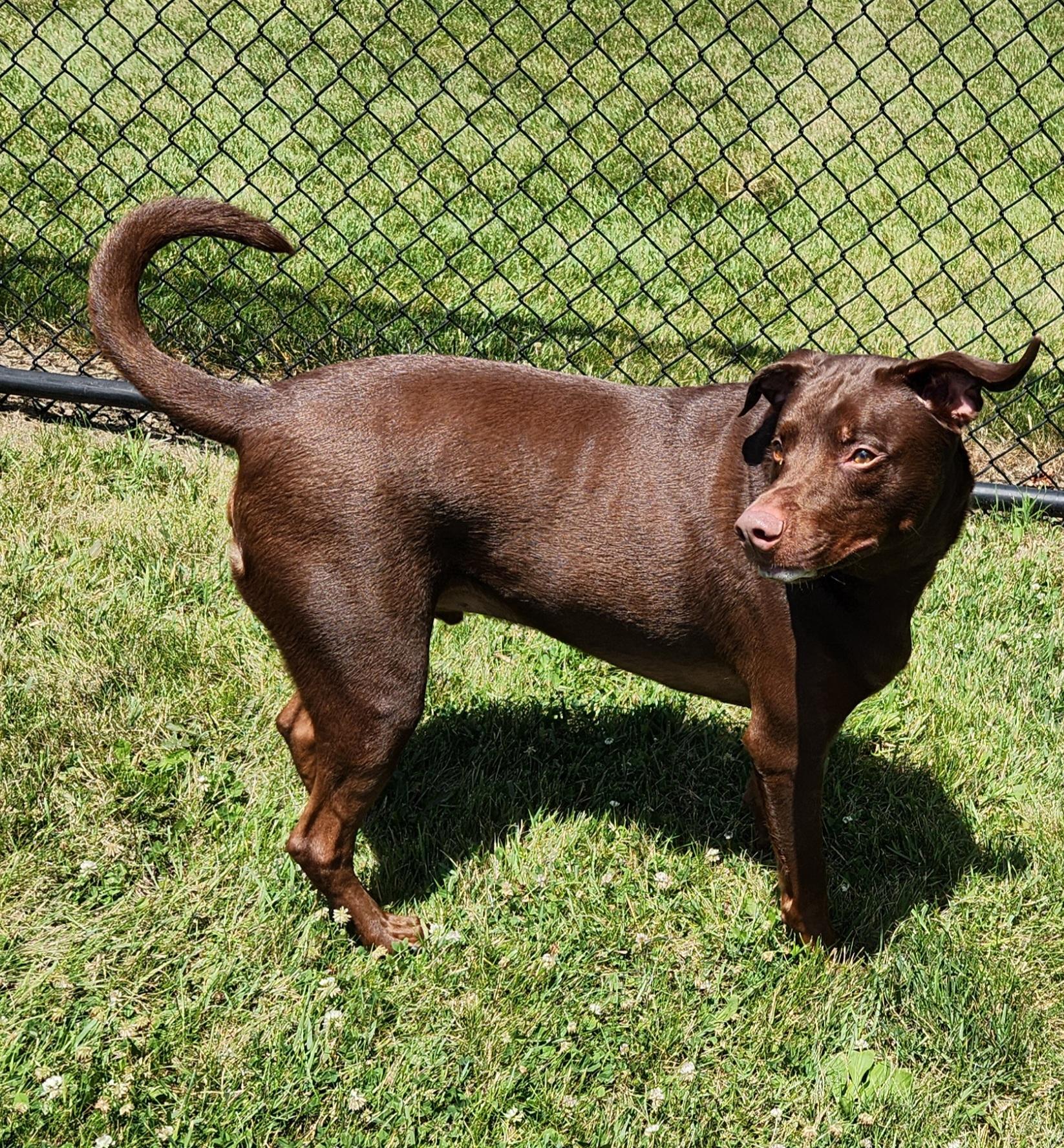 Enlarge Wonka, a Adoptable Labrador Retriever in Cedar Rapids, IA image 3/5