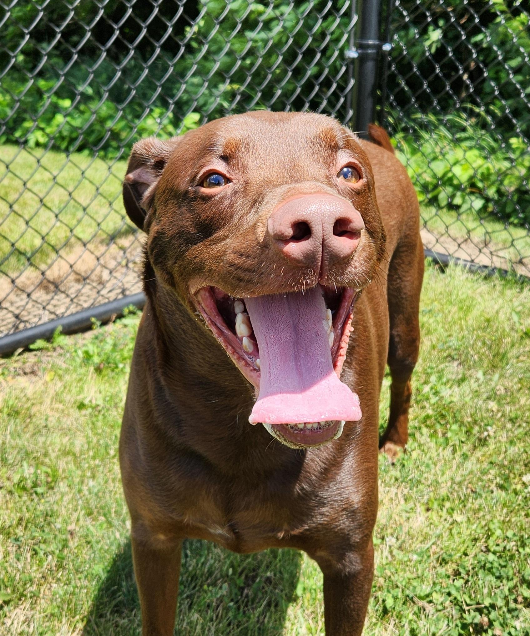 Wonka, Adoptable, Adult Male Labrador Retriever.