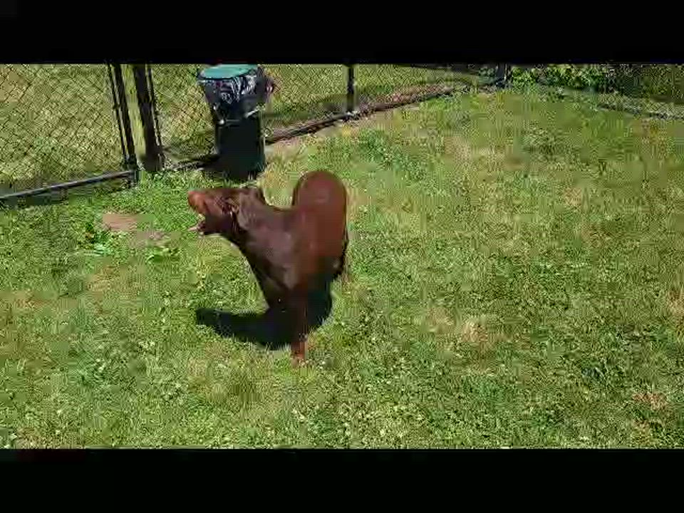 Enlarge Wonka, a Adoptable Labrador Retriever in Cedar Rapids, IA video 1/5