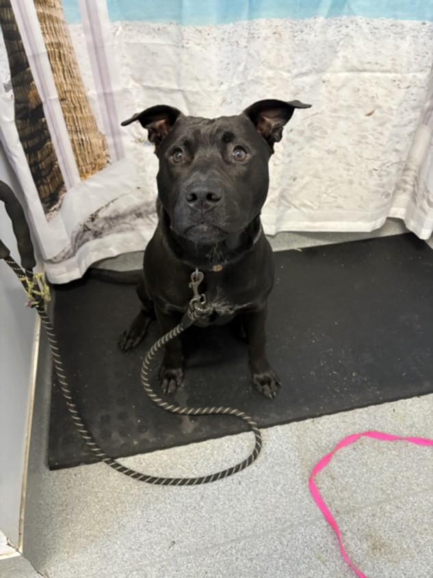 A210203, Adoptable, Adult Male Labrador Retriever & Pit Bull Terrier.