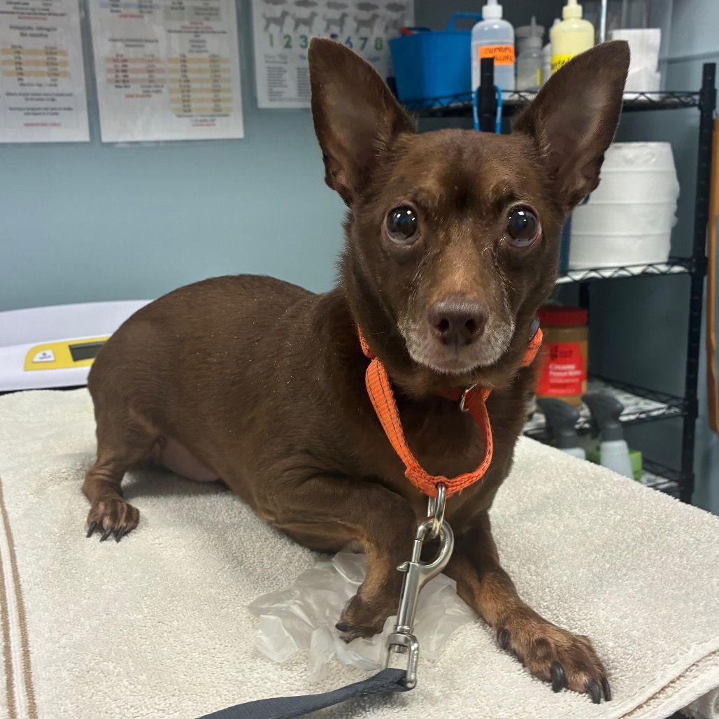 Enlarge Magic, a Adoptable Chihuahua in New Castle, DE image 1/1