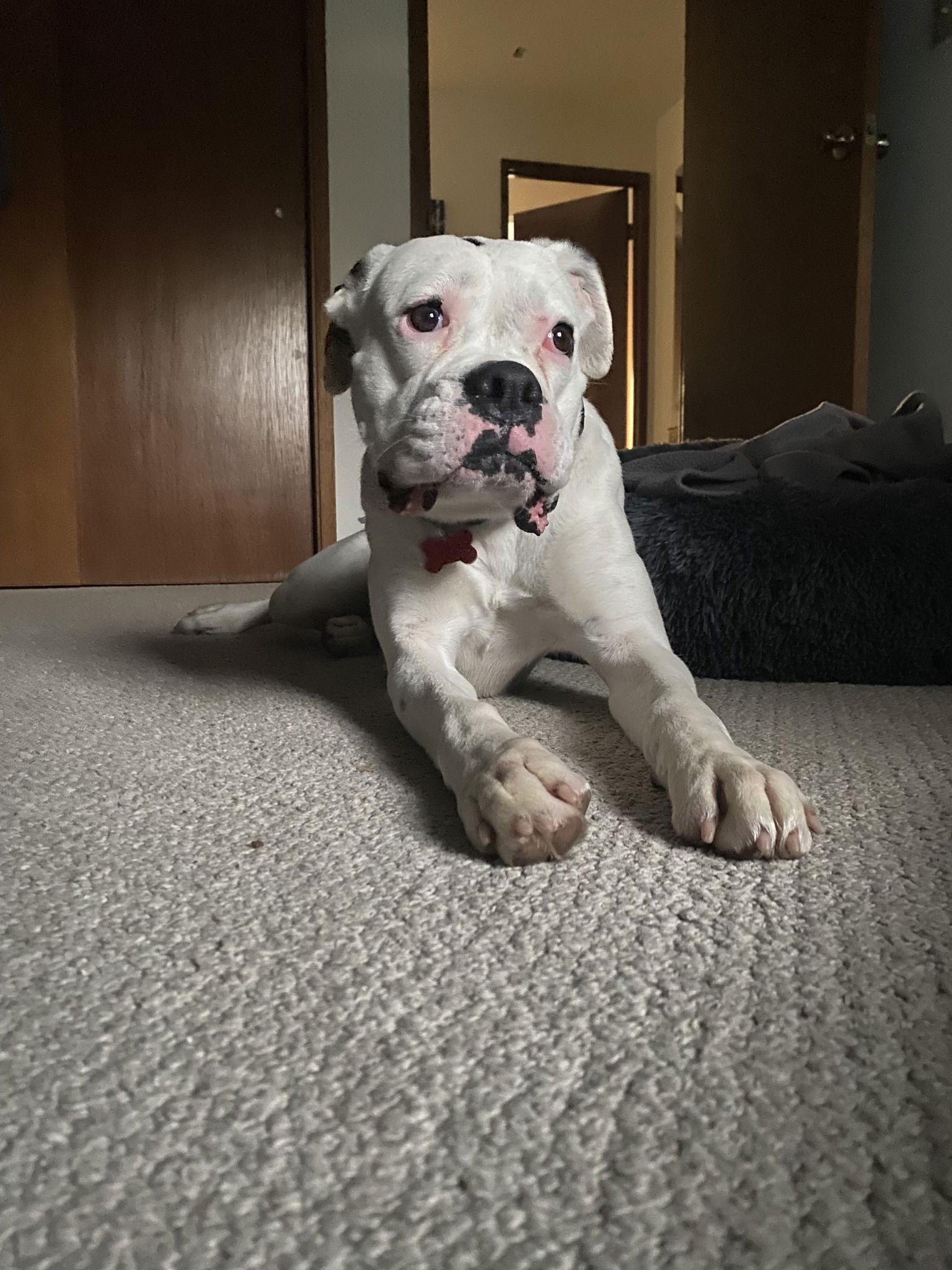 Enlarge Mia 2026-2, a Adoptable Boxer in McMinnville, OR image 1/3