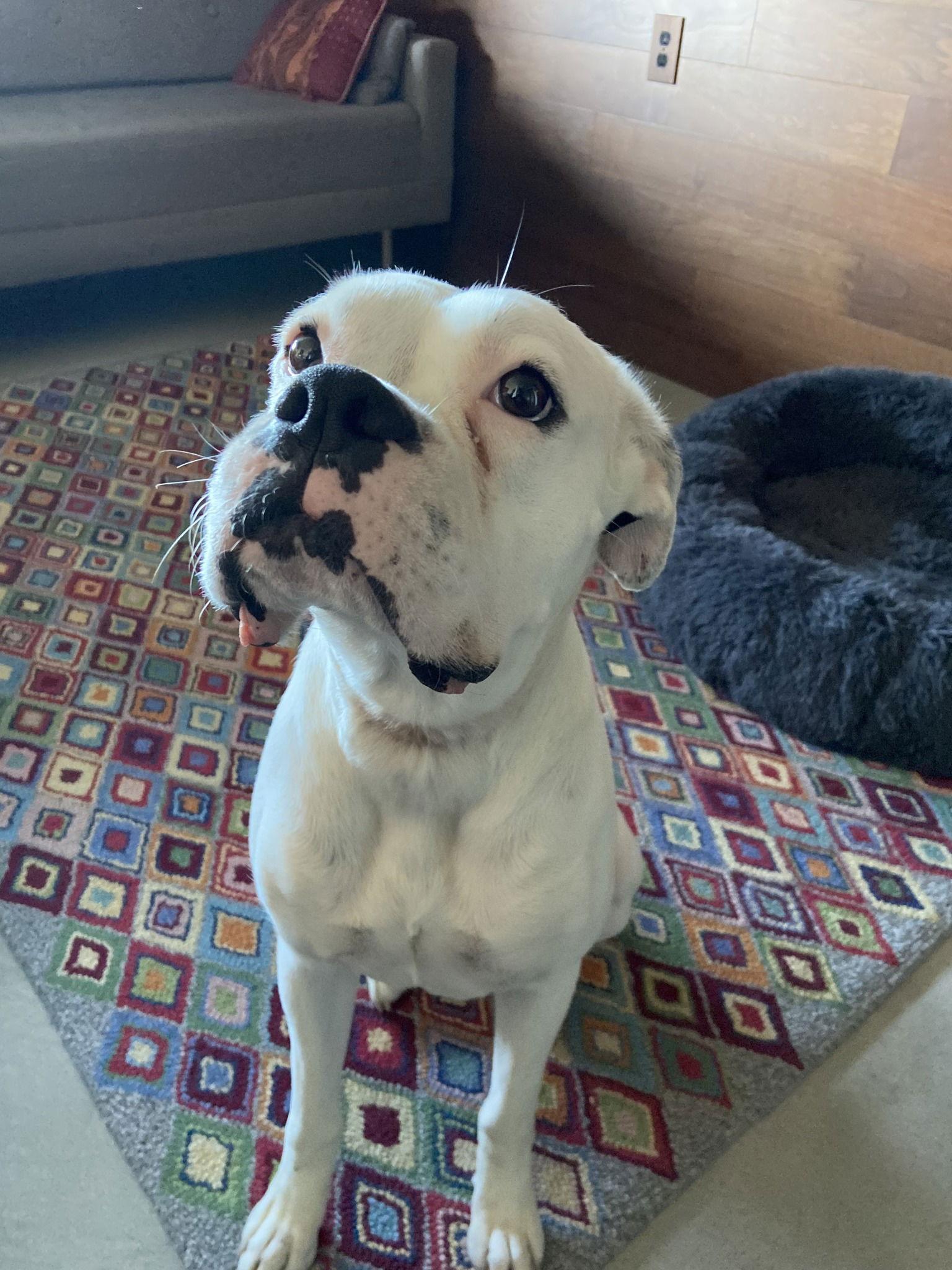 Enlarge Mia 2026-2, a Adoptable Boxer in McMinnville, OR image 3/3