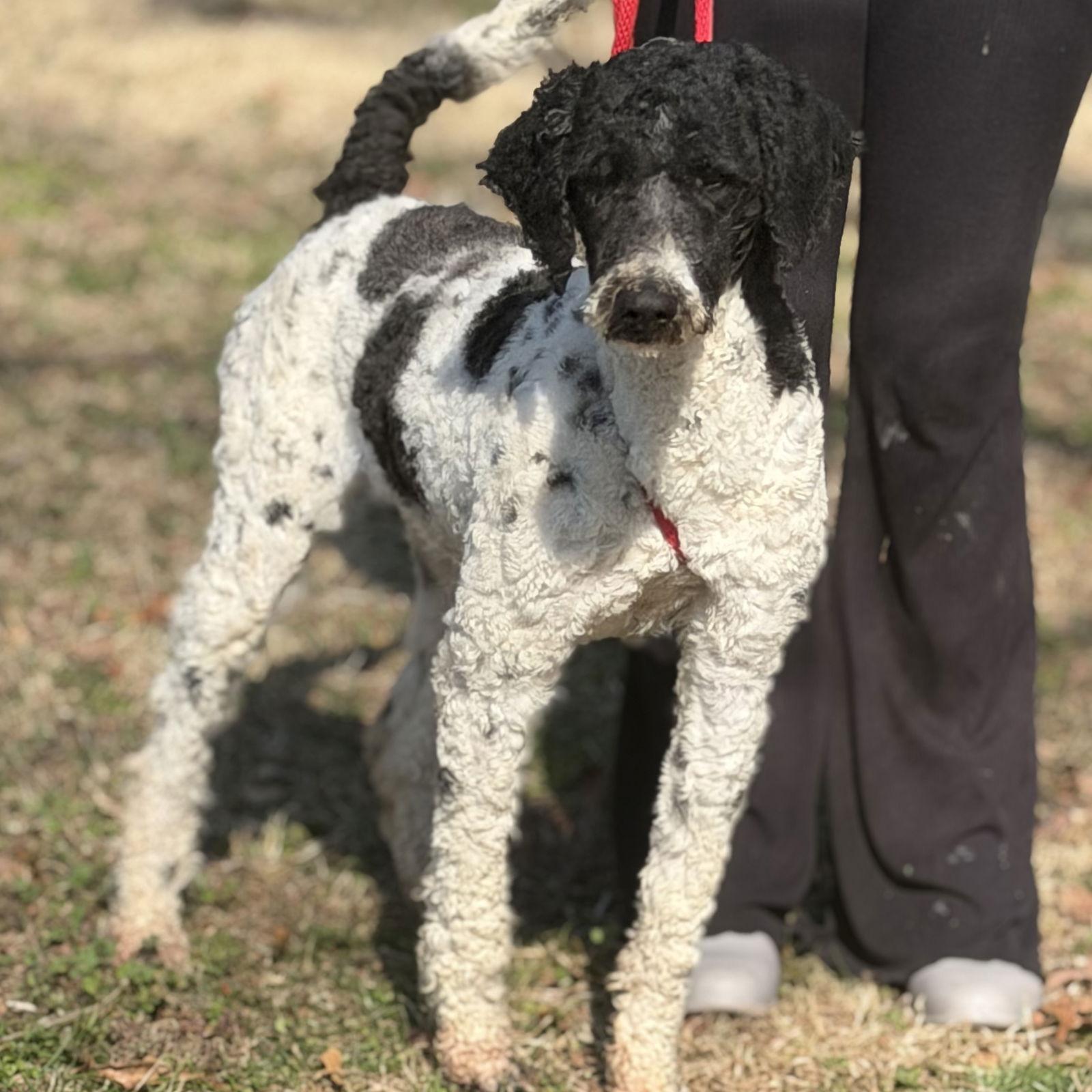 CURLY, Adoptable, Adult Female Standard Poodle.