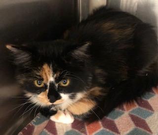 Enlarge Aspen, a Adoptable mixed breed in Grand Junction, CO image 2/2