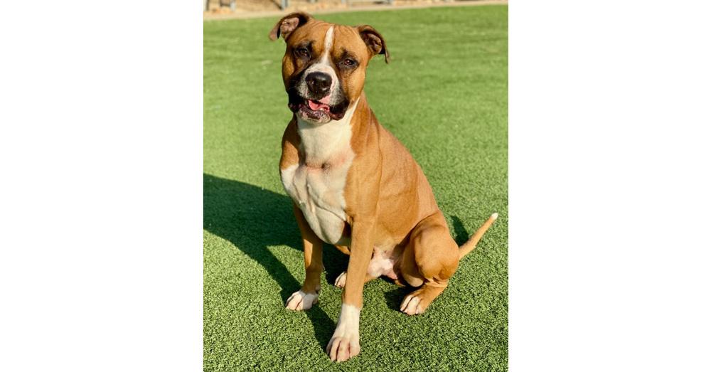 Enlarge Sanderson, a Adoptable mixed breed in Hewitt, TX image 1/6