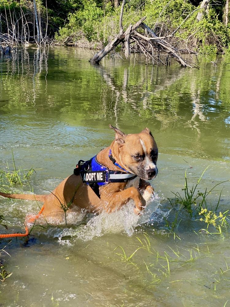 Sanderson - Permanent Foster, a Adoptable mixed breed in Hewitt, TX image 2/6