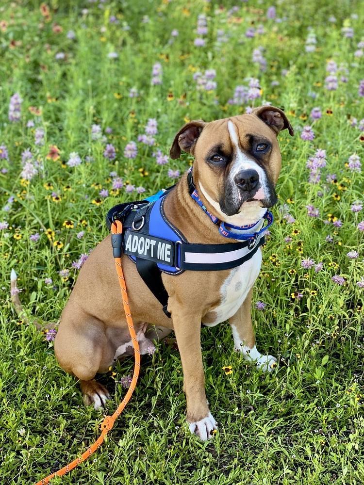 Sanderson - Permanent Foster, a Adoptable mixed breed in Hewitt, TX image 3/6
