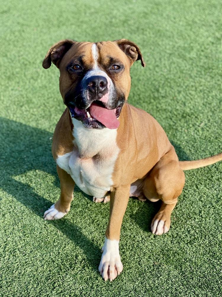 Enlarge Sanderson, a Adoptable Boxer in Hewitt, TX image 1/6