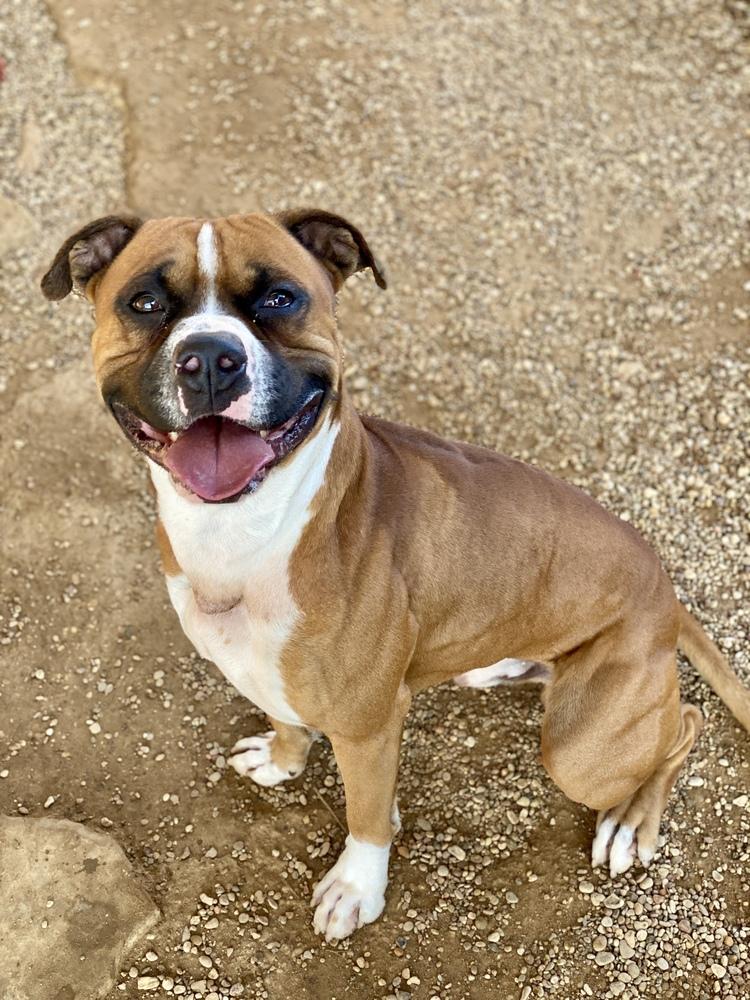 Enlarge Sanderson, a Adoptable Boxer in Hewitt, TX image 2/6