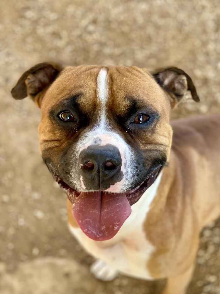 Enlarge Sanderson, a Adoptable Boxer in Hewitt, TX image 3/6