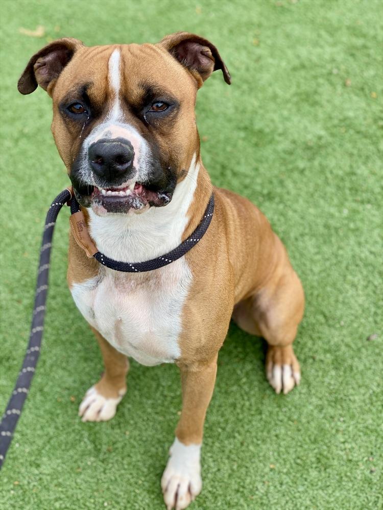 Enlarge Sanderson, a Adoptable Boxer in Hewitt, TX image 4/6