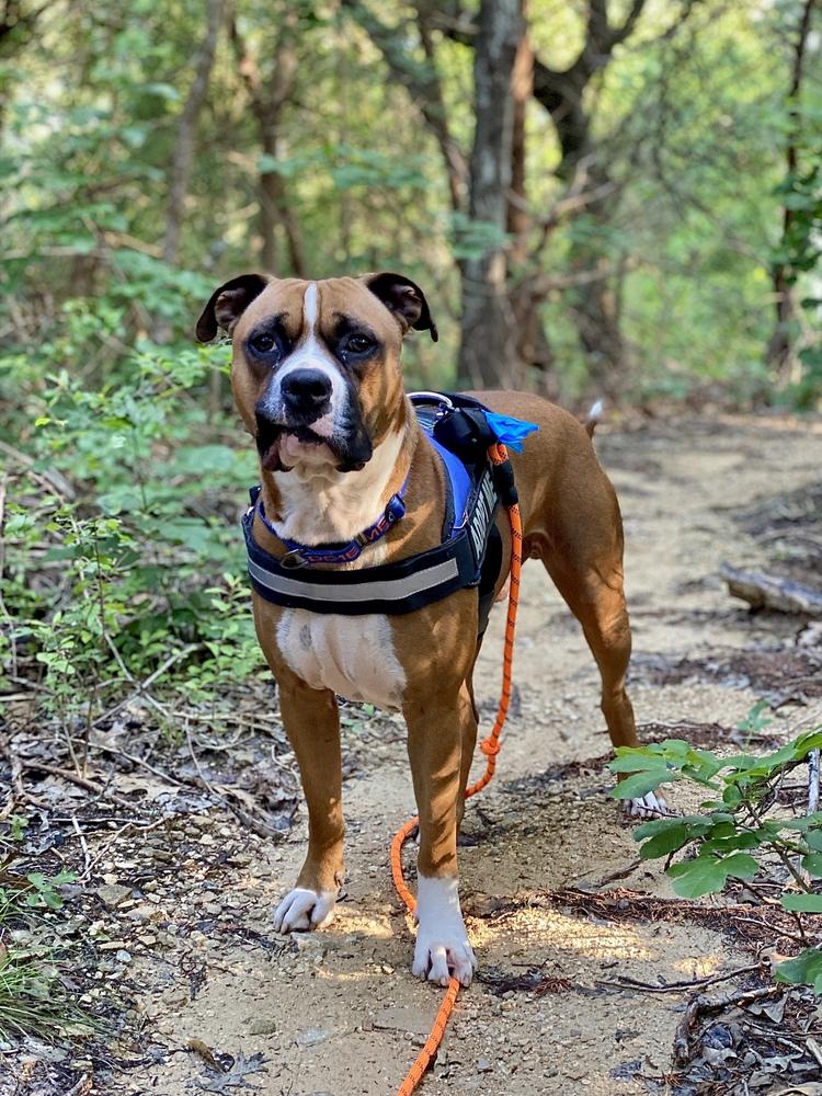 Sanderson - Permanent Foster, a Adoptable mixed breed in Hewitt, TX image 4/6