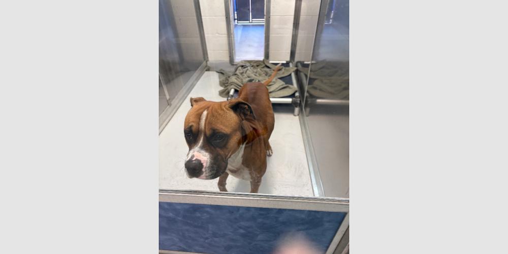 Enlarge Sanderson, a Adoptable Boxer in Hewitt, TX image 5/6